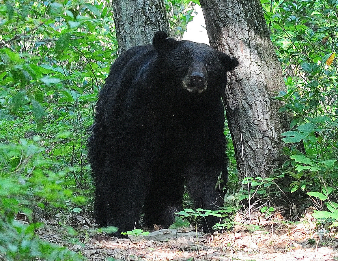 Most bears seen are around 200 pounds, with females topping out at 300-400 pounds and males being much larger. The PA state record for largest bear is 879 pounds. The bear here was seen in the wild in Blooming Grove Township. The weight was estimated between 350 and 400 pounds.
